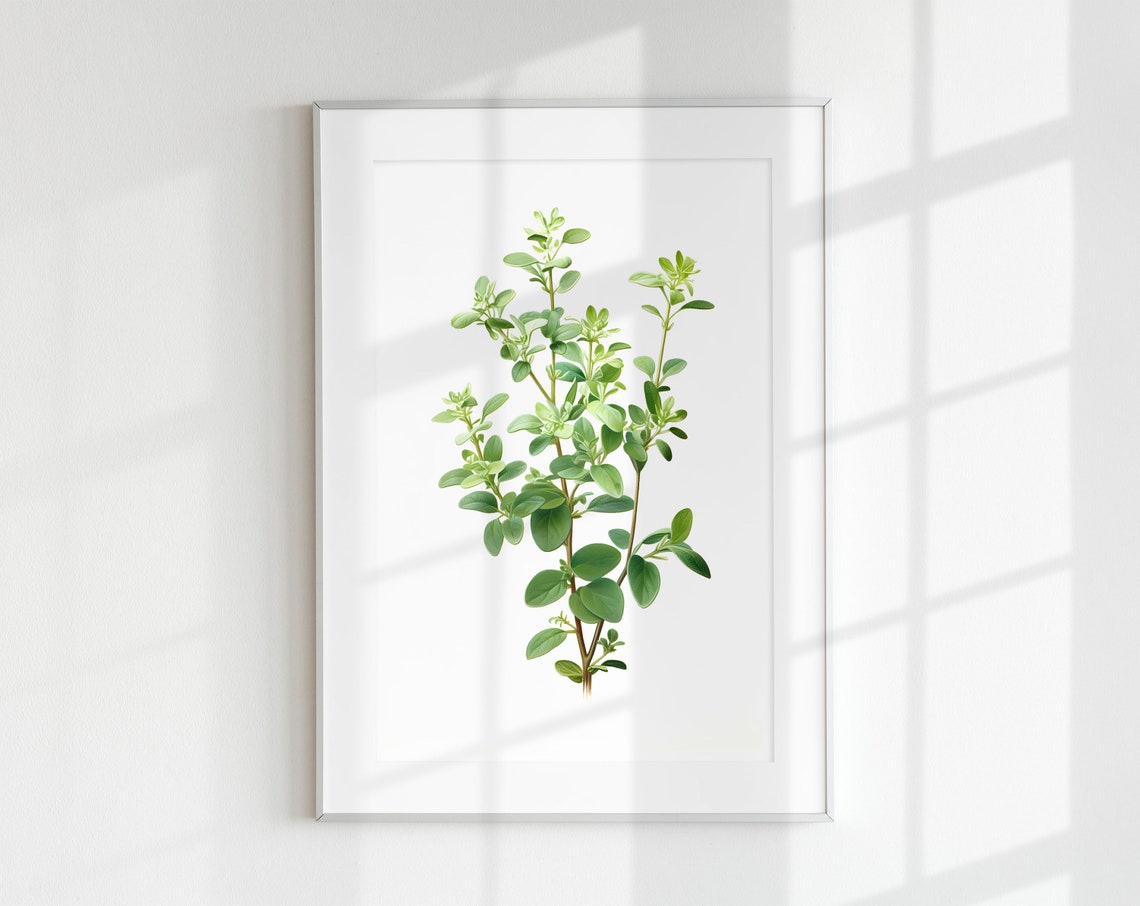 Thyme Sprig Vintage Botanical Herb Illustration Minimal Kitchen Print