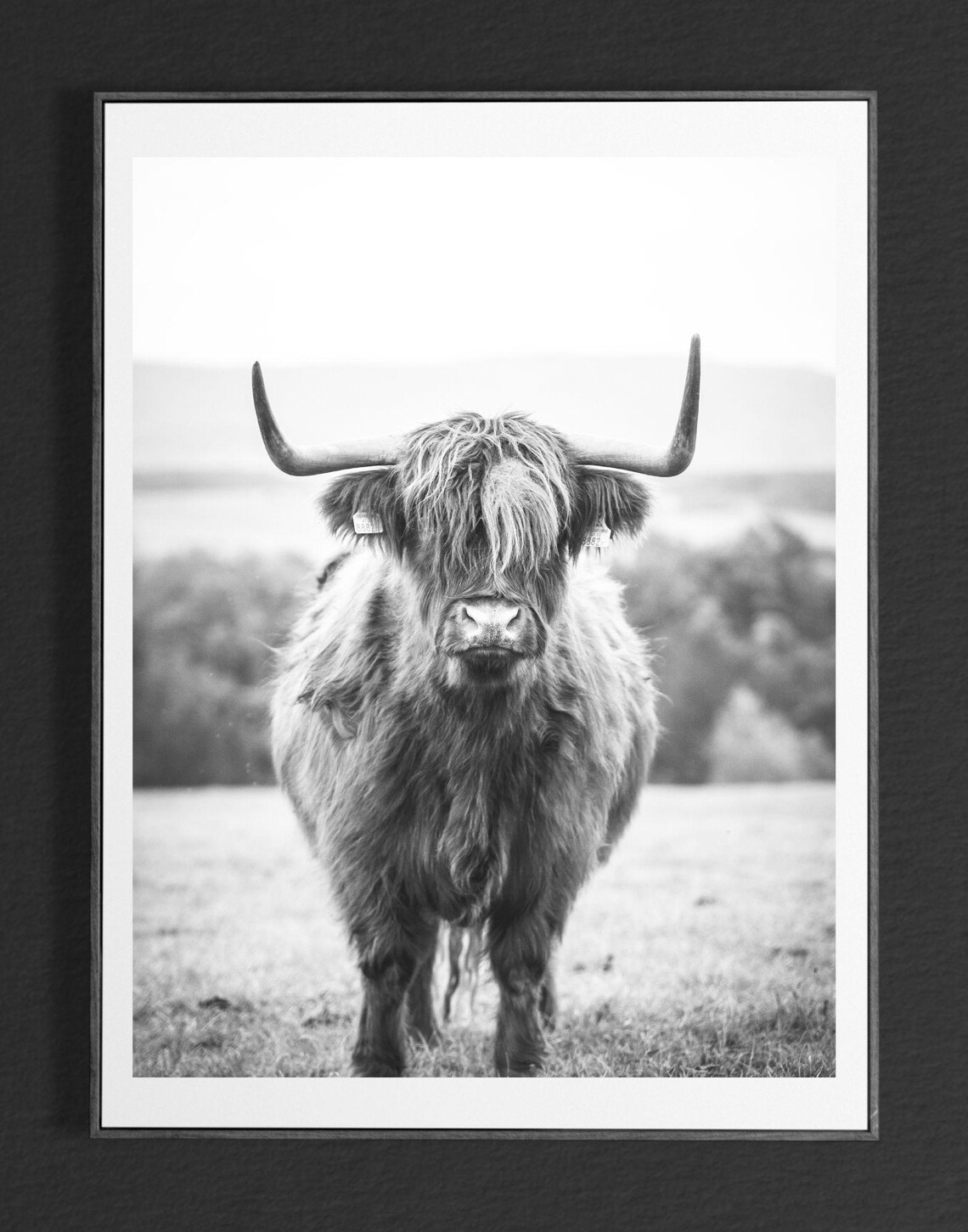 Highland Cow Portrait Black And White Farmhouse Animal Photo Print - Image 4