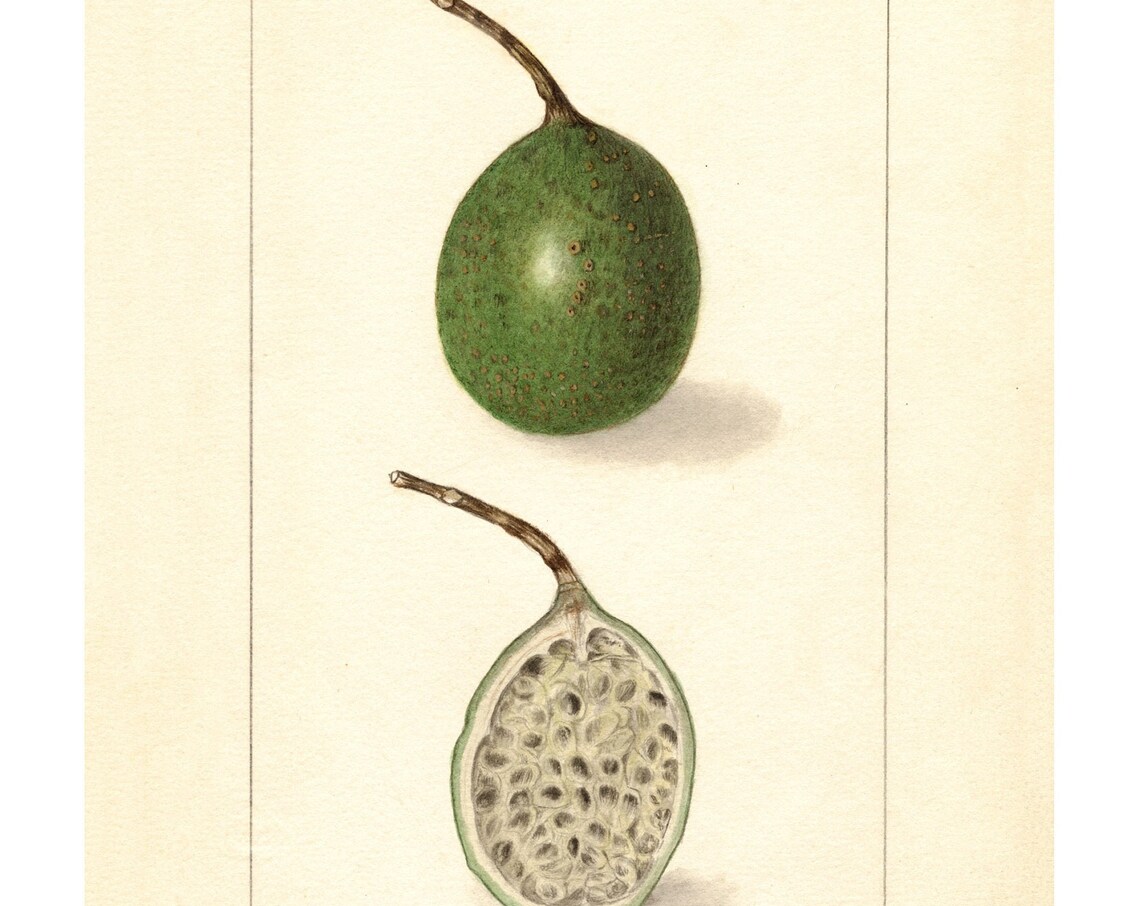 Pomological Watercolor Collection Passion Fruit C 1886 1916 Giclee Fine Art Print Framedunframedcanvas