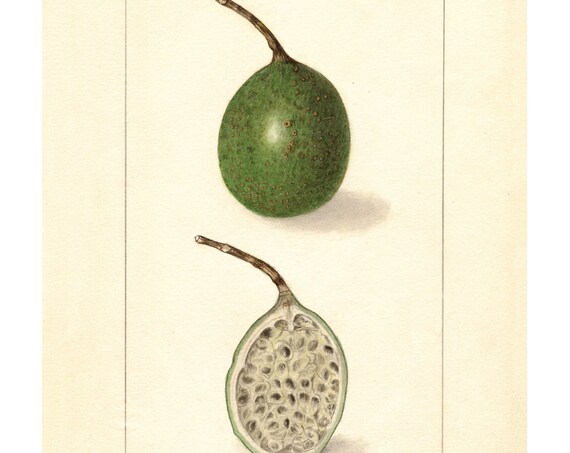 Pomological Watercolor Collection Passion Fruit C 1886 1916 Giclee Fine Art Print Framedunframedcanvas