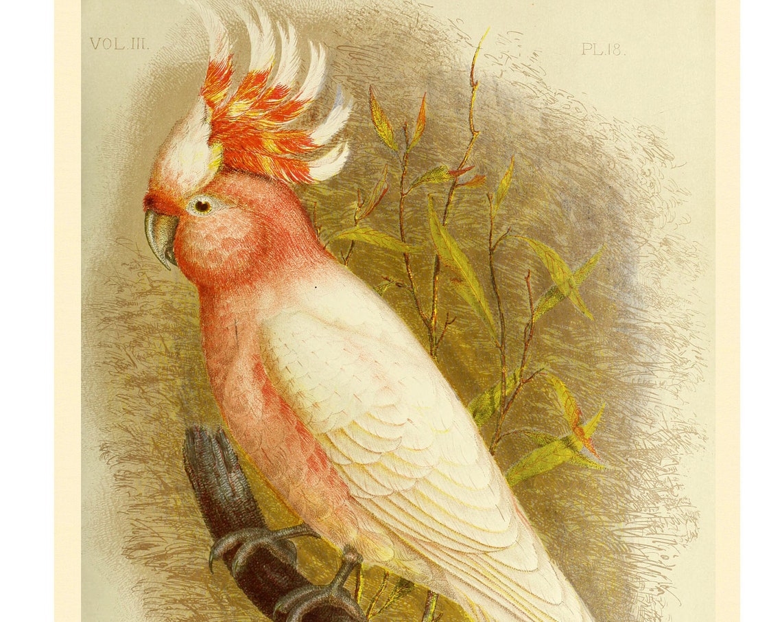 Leadbeaters Cockatoo Art Print