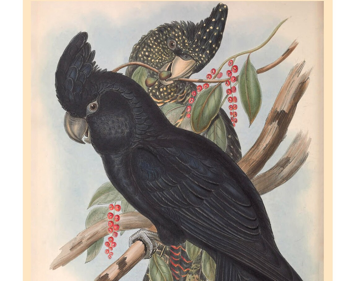 Black Cockatoo Fine Art Print