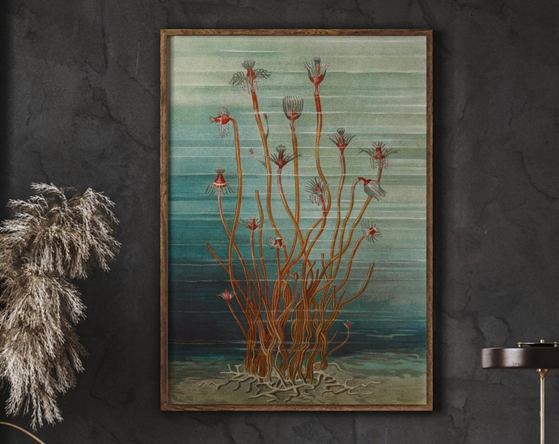 Vintage Scientific Marine Life Illustration Teal Sea Creatures Poster