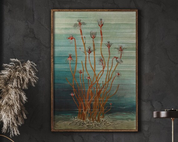 Vintage Scientific Marine Life Illustration Teal Sea Creatures Poster