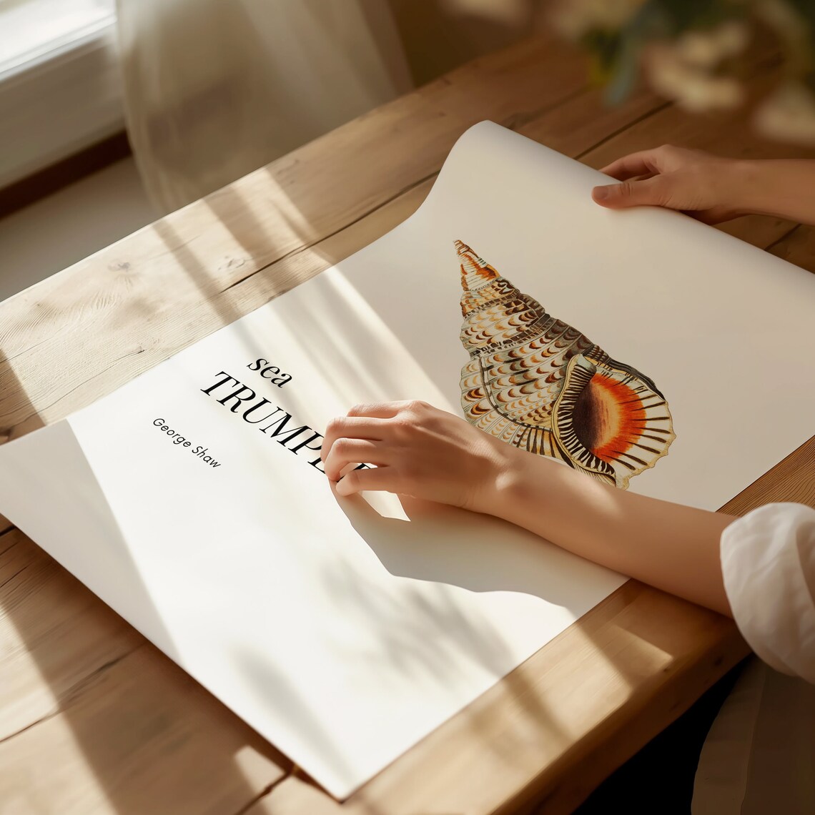 Elegant Sea Trumpet Shell George Shaw Vintage Coastal Wall Art - Image 2