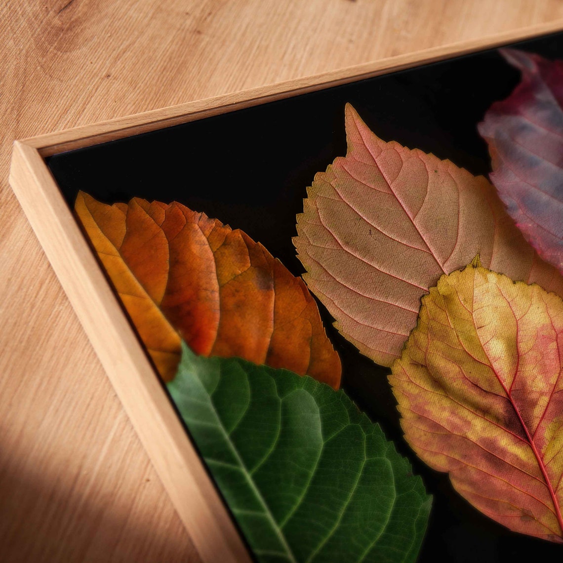 Autumn Leaves Spectrum Color Gradient Arrangement Botanical Wall Art - Image 2