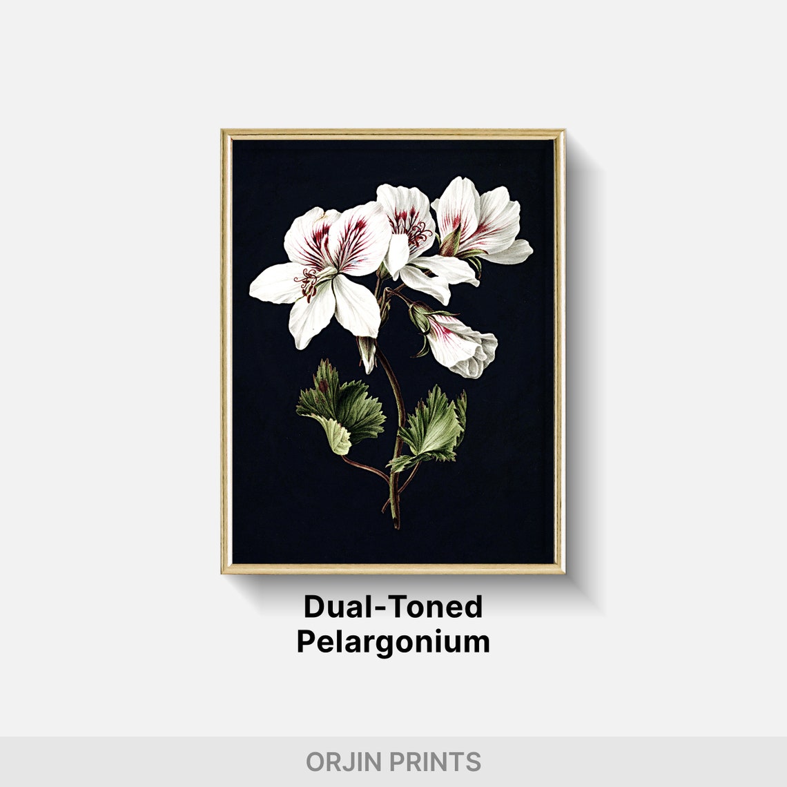 White Geranium Botanical Illustration Vintage Flower Art Poster - Image 2