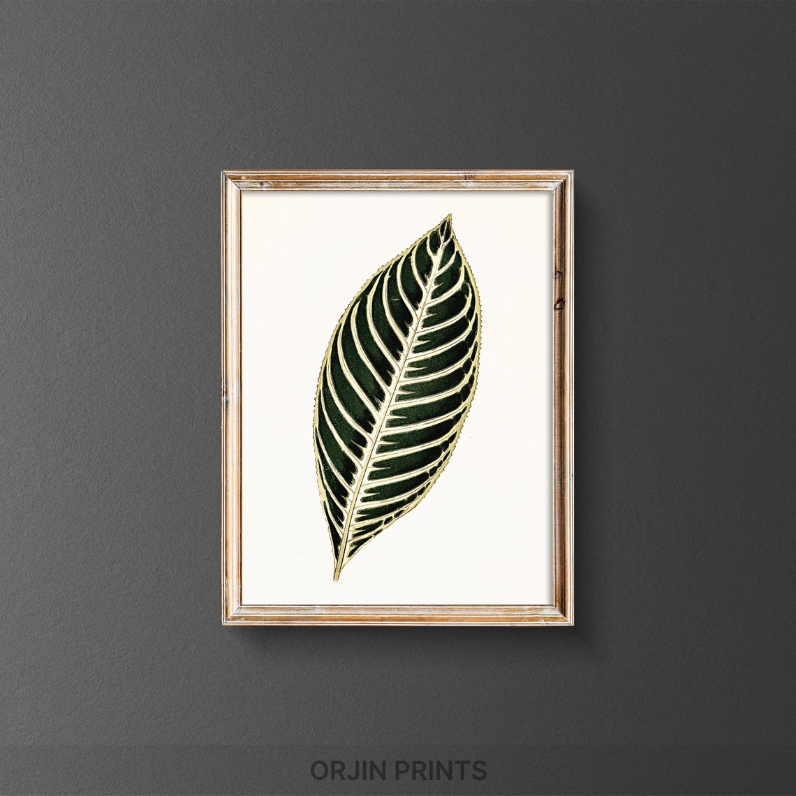 Striped Zebra Leaf Botanical Study Dark Green Tropical Poster