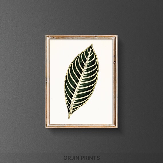 Striped Zebra Leaf Botanical Study Dark Green Tropical Poster