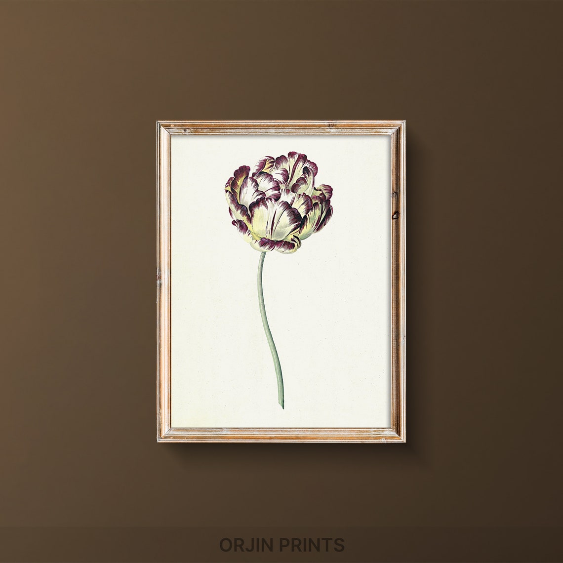 Parrot Tulip Botanical Illustration Vintage Purple Tulip Poster
