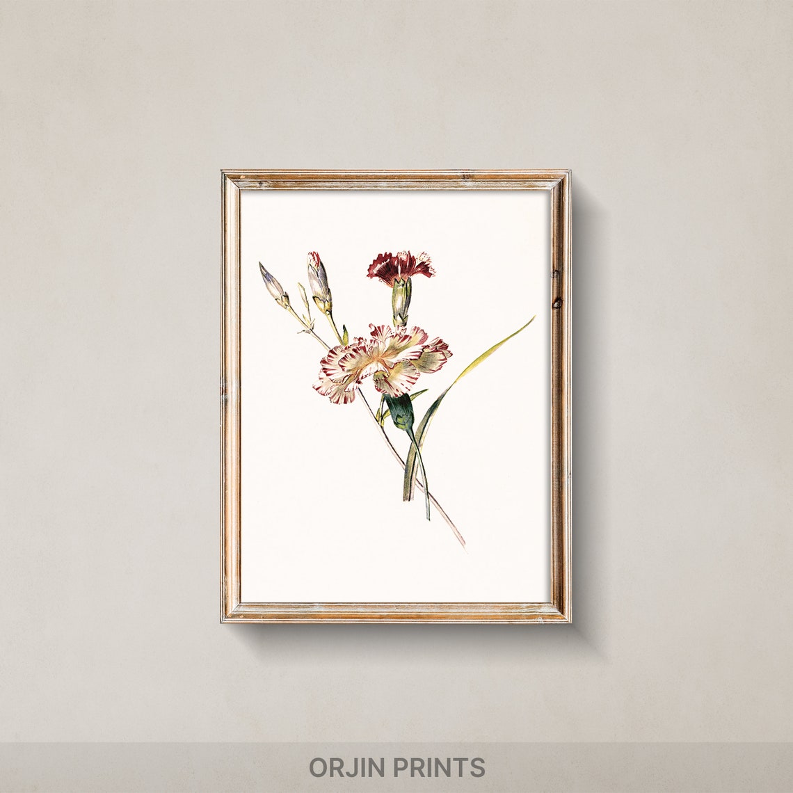 Picotee Carnations Botanical Illustration Vintage Pink Flower Poster