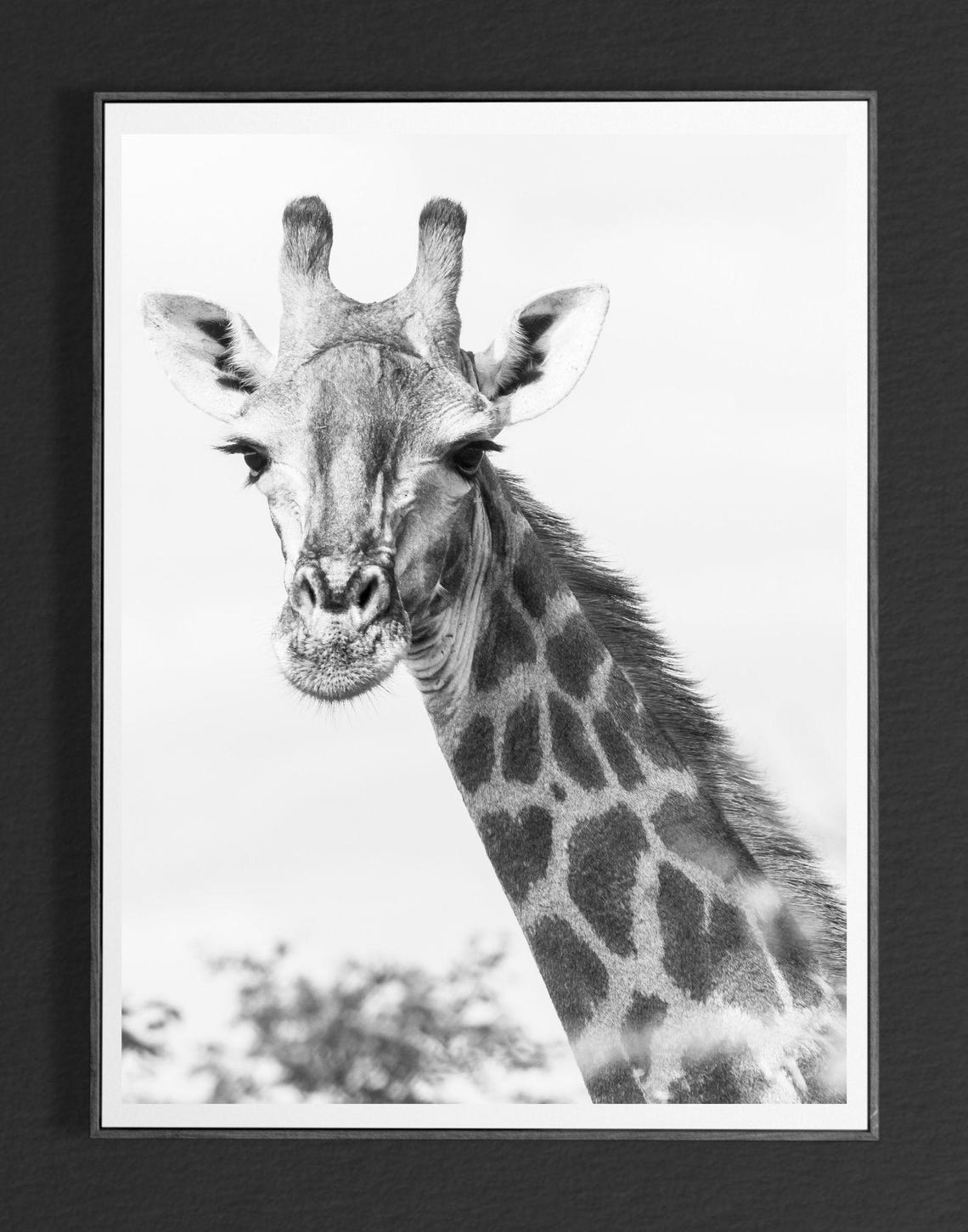 Giraffe Portrait Black And White Safari Wildlife Photography Poster - Image 4