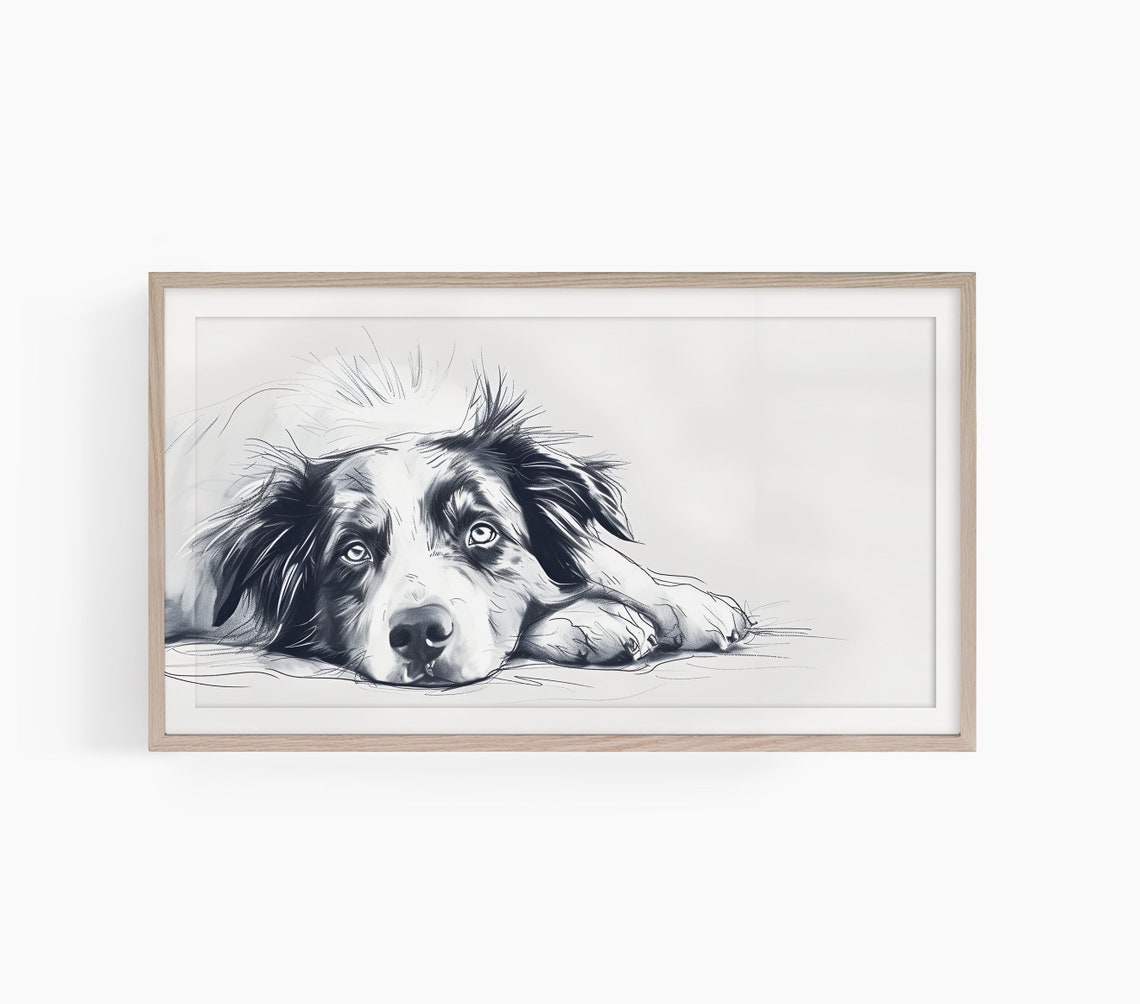 Australian Shepherd Sketch Lying Down Black White Dog Art Poster