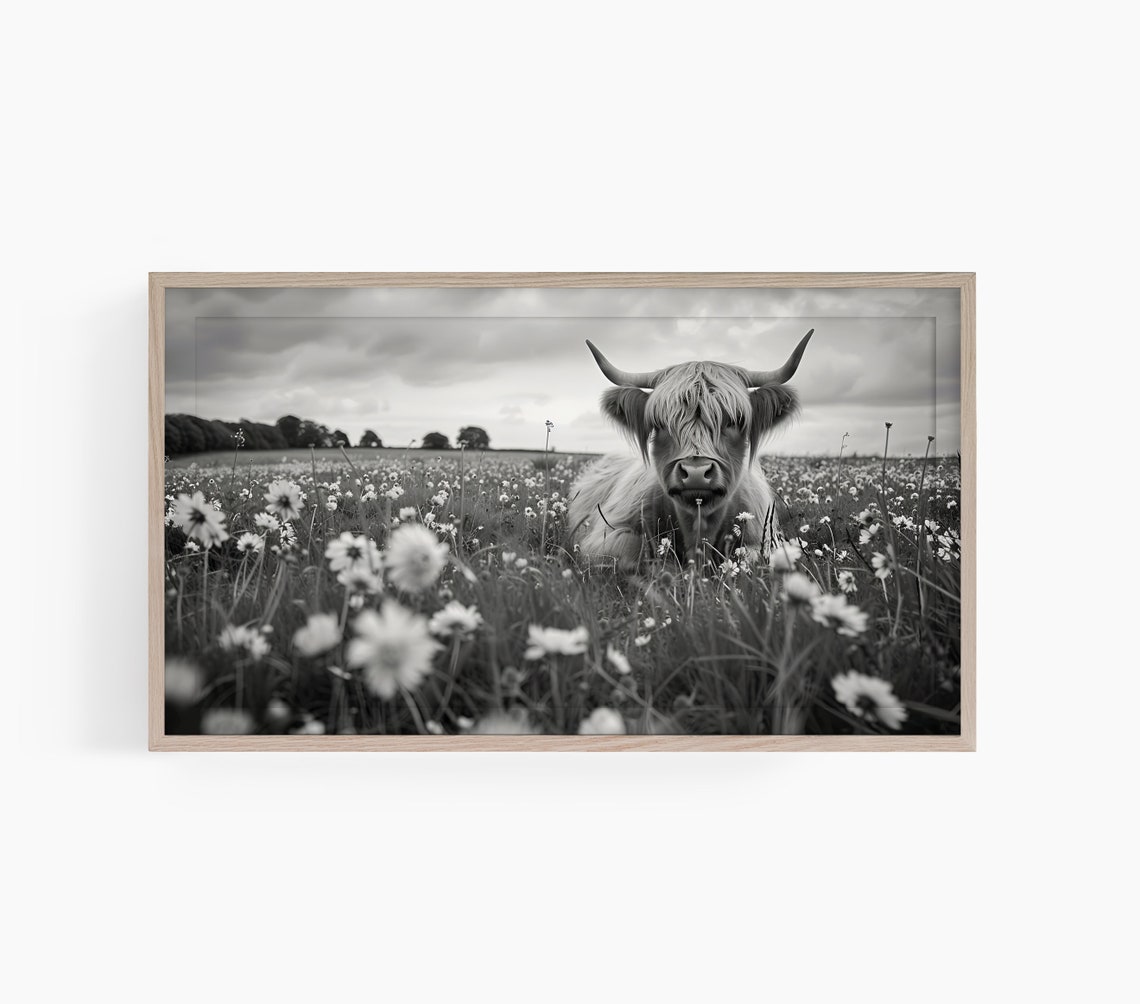 Highland Cow Farmhouse TV Art Print