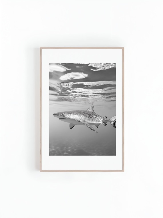 Black And White Tiger Shark Gliding In Bright Shallow Water Poster