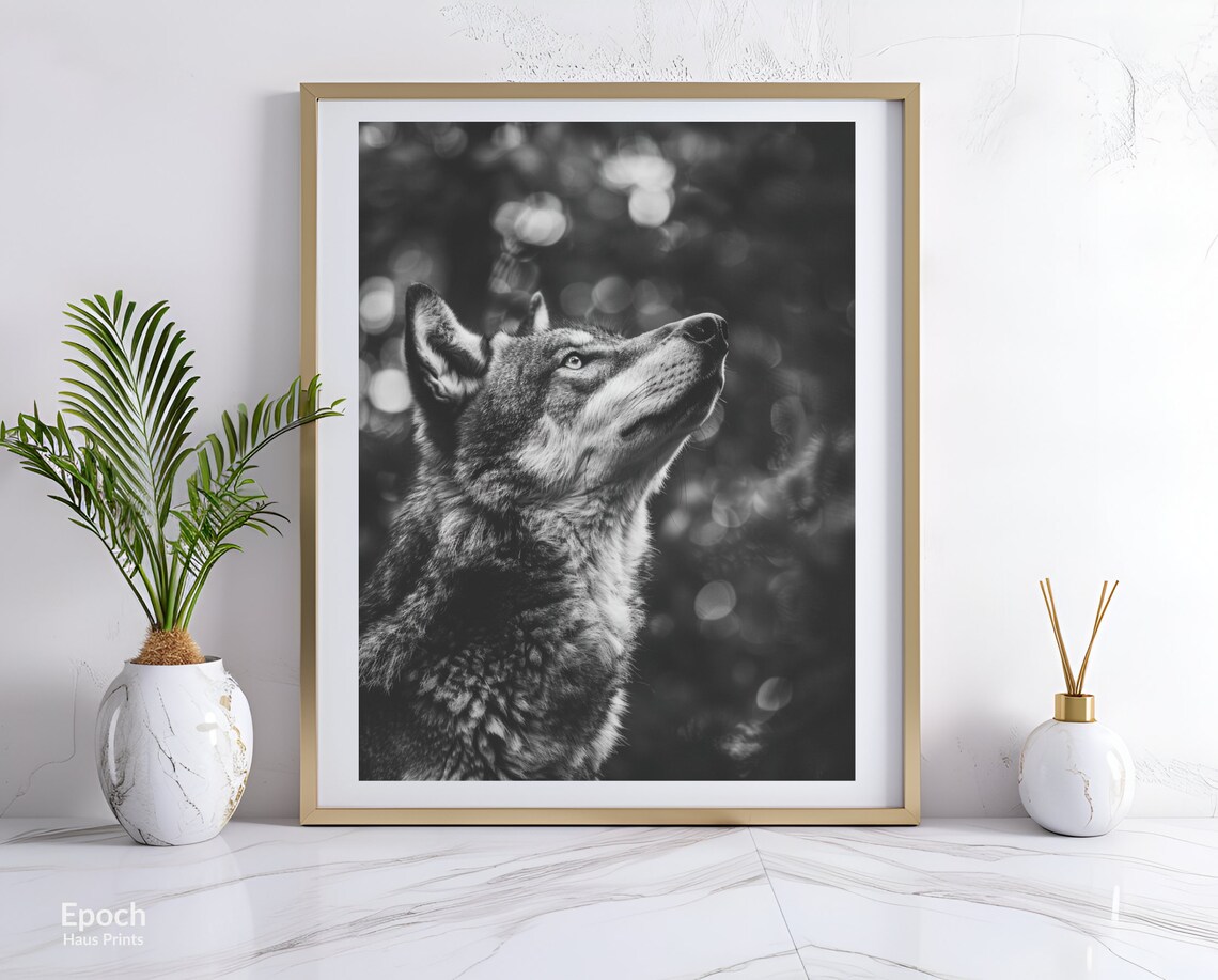 Gray Wolf Gazing Skyward Black And White Wildlife Photo Poster