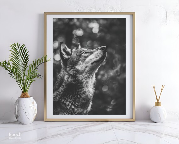 Gray Wolf Gazing Skyward Black And White Wildlife Photo Poster