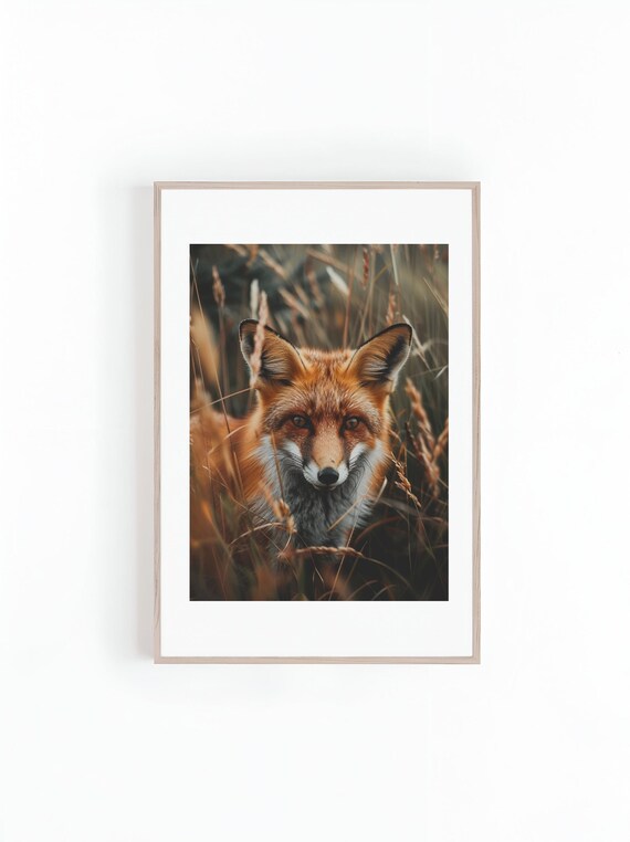 Red Fox Staring From Golden Autumn Grass Close-Up Photo Poster
