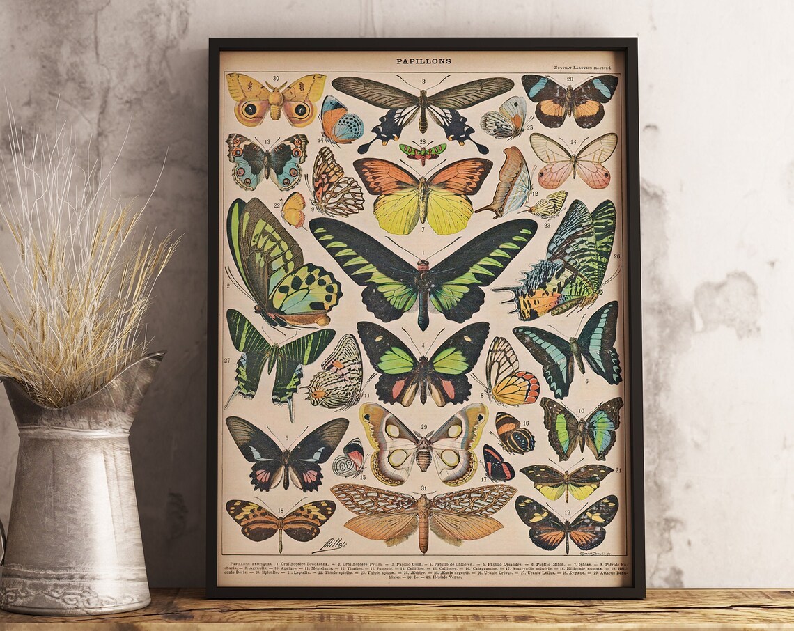 Adolphe Milliot Vintage Butterfly Poster, Wildlife Botanical - Image 2