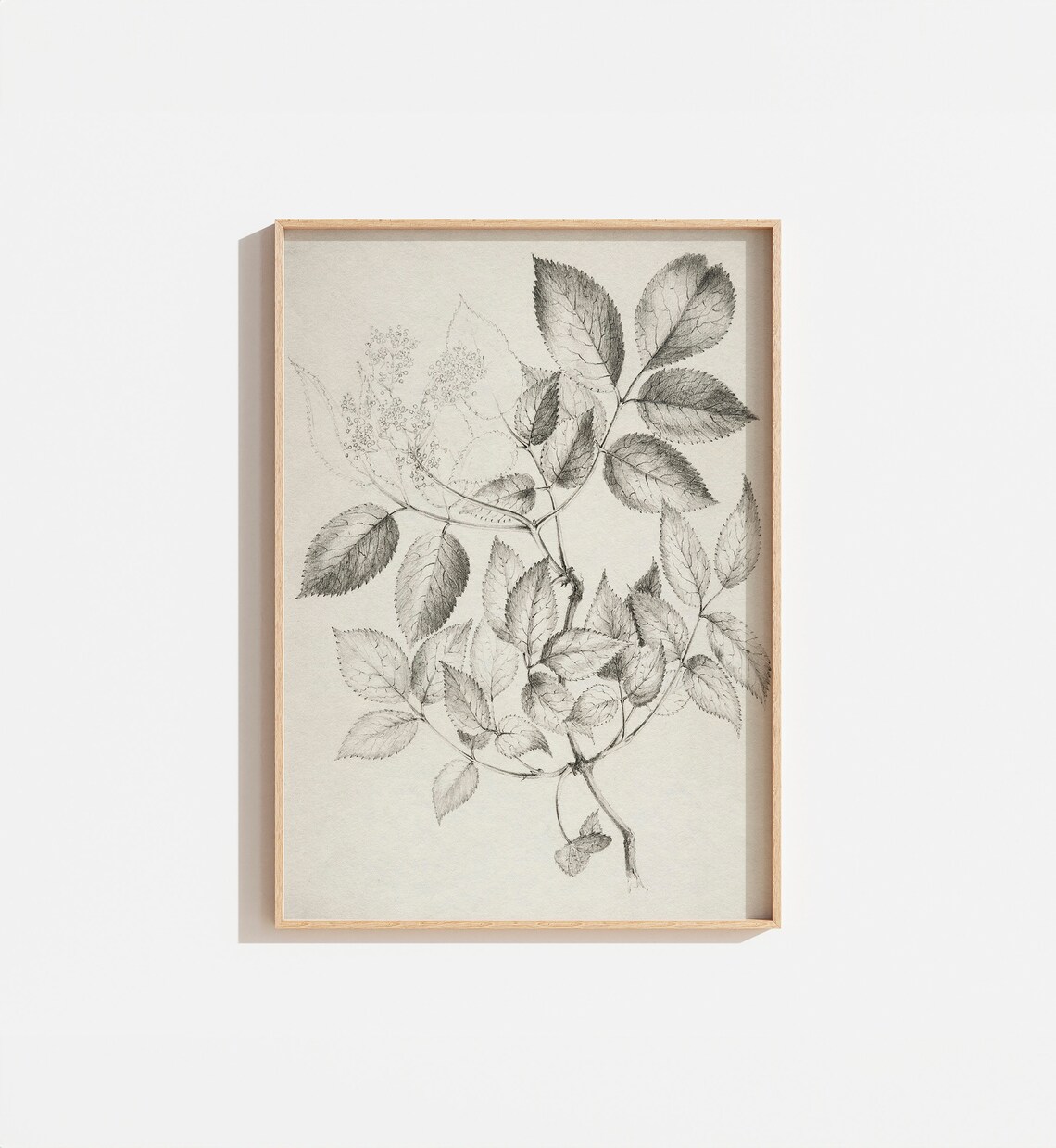 Vintage Neutral Cream Botanical Sketch Art Print