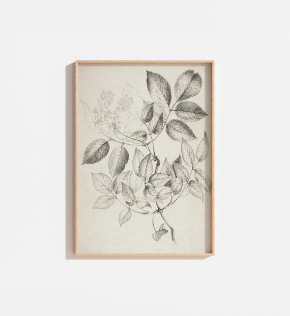 Vintage Neutral Cream Botanical Sketch Art Print