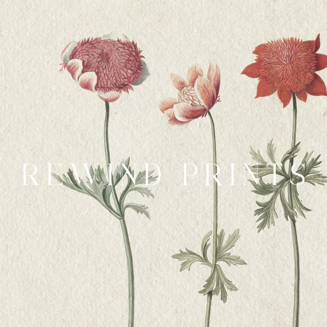 Vintage French Botanical Art Red Pink Anemone Flower Drawing Wall Art - Image 5