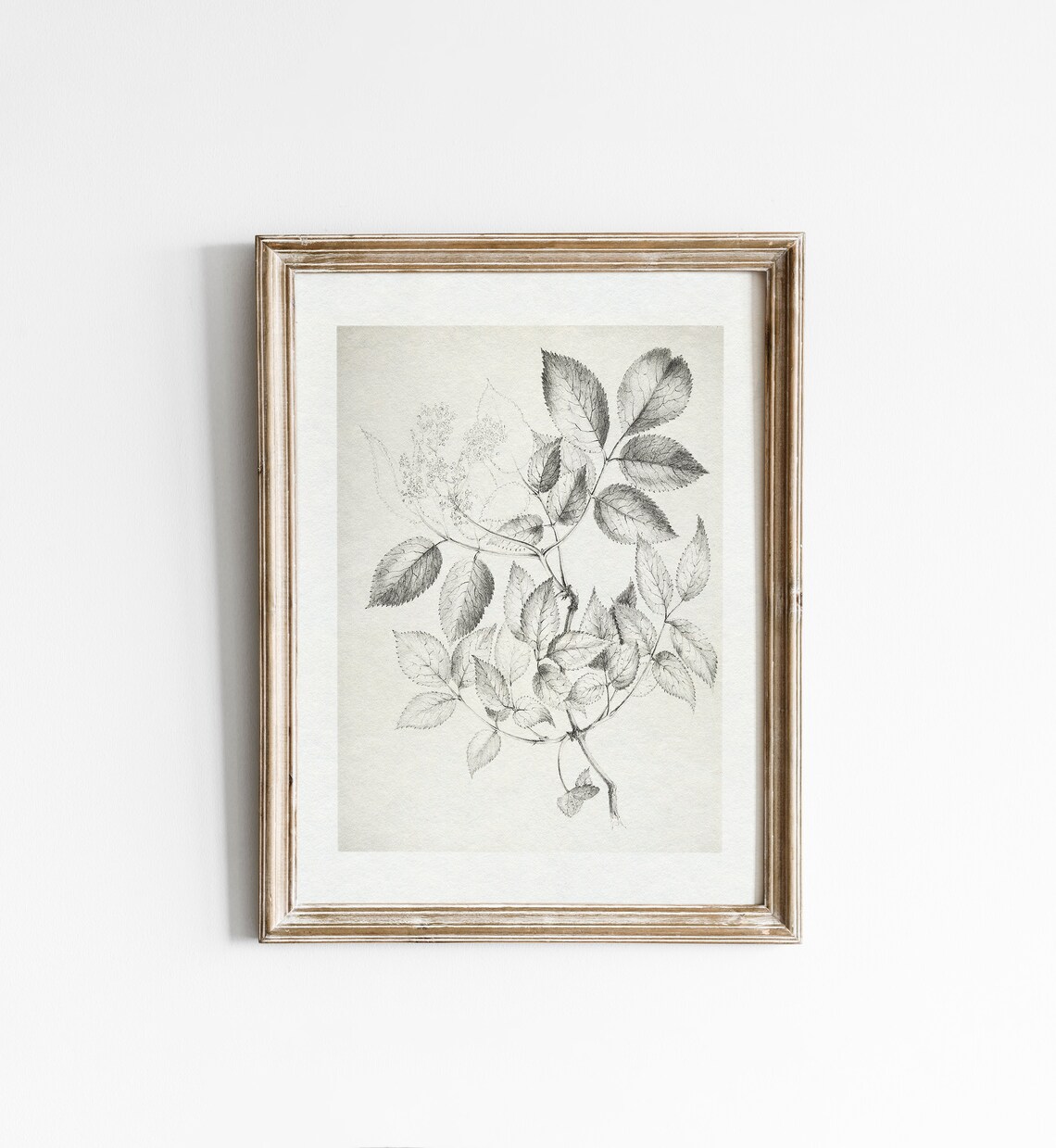 Vintage Black and White Botanical Drawing Art Print - Image 3