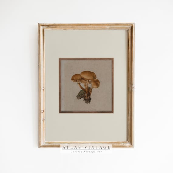 Antique Mushroom Cluster Botanical Vintage Mycology Art Poster