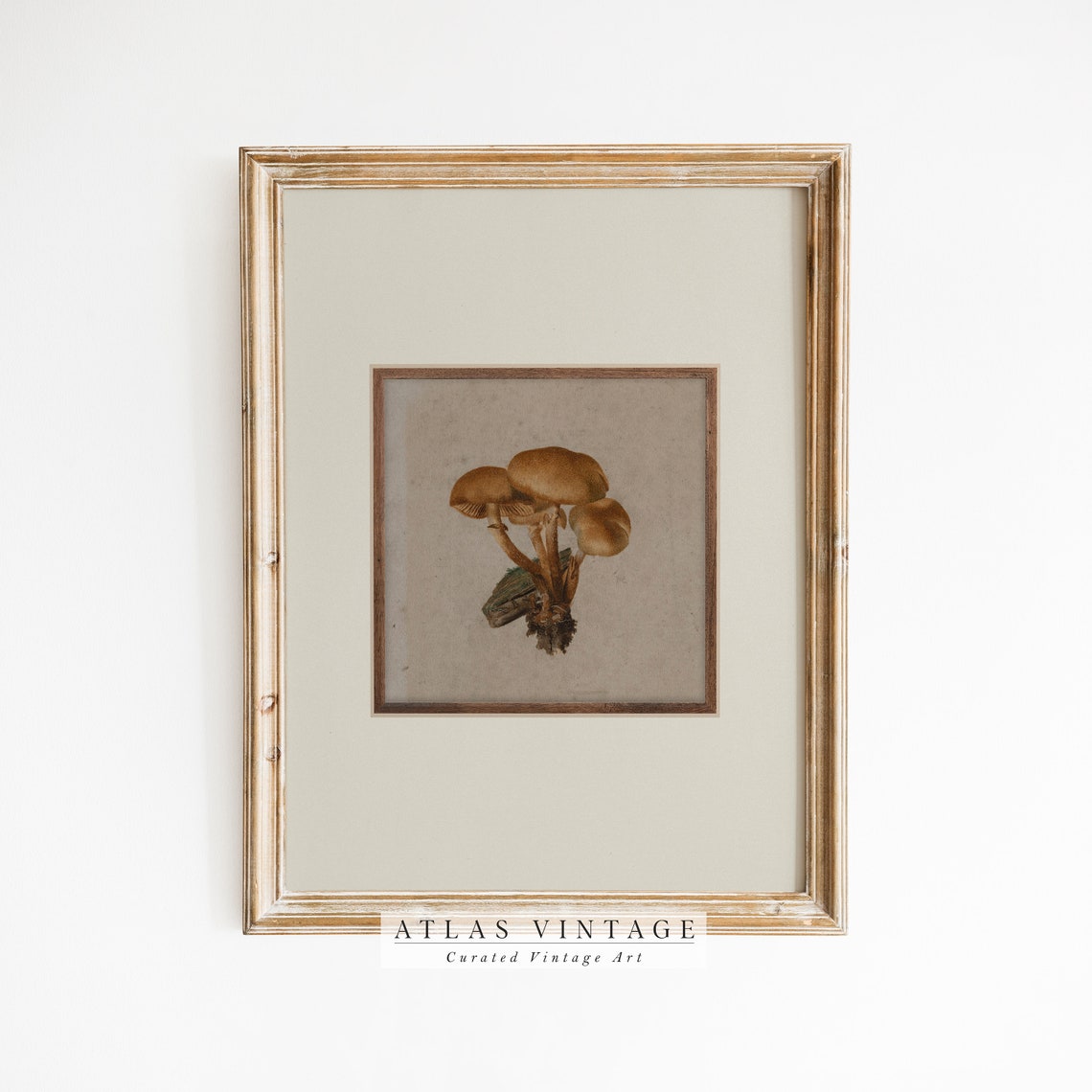 Antique Mushroom Cluster Botanical Vintage Mycology Art Poster