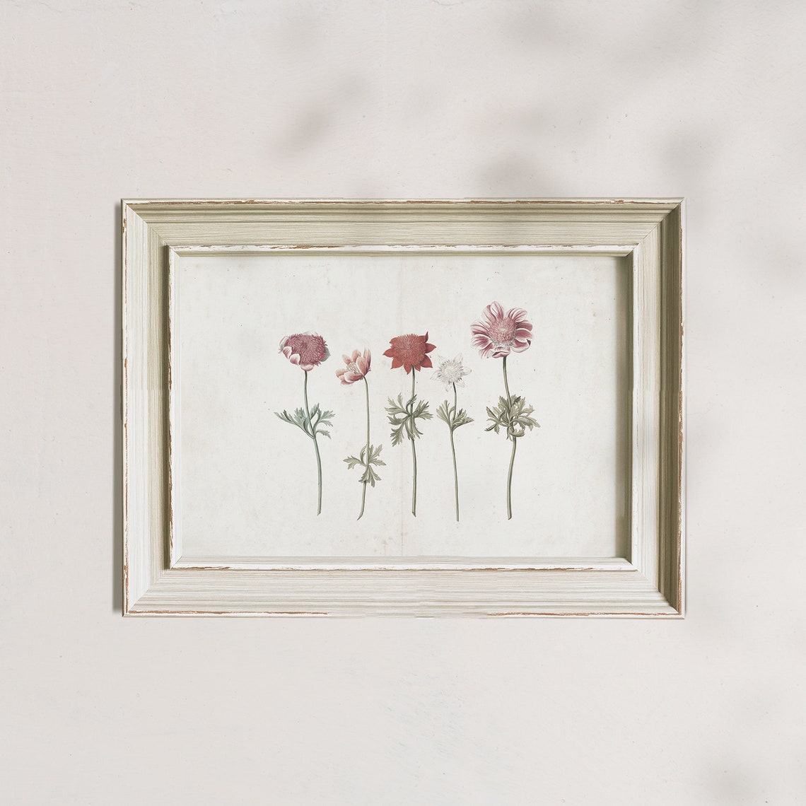 Antique Anemone Wildflower Study Dusty Rose Vintage Floral Poster - Image 5