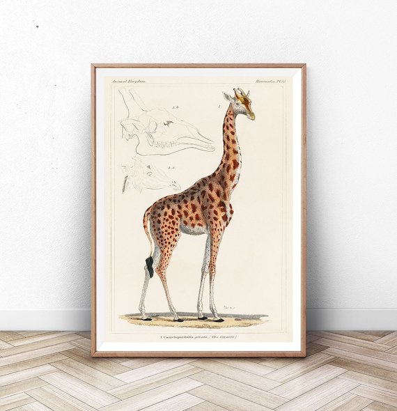 Antique Giraffe Natural History Zoological Animal Kingdom Art Poster