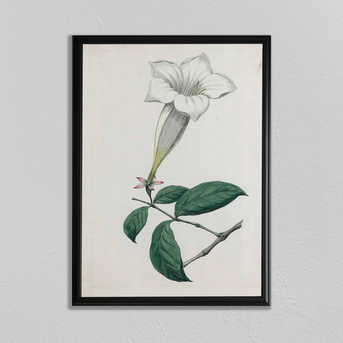 White Trumpet Flower Antique Botanical Illustration Art Poster