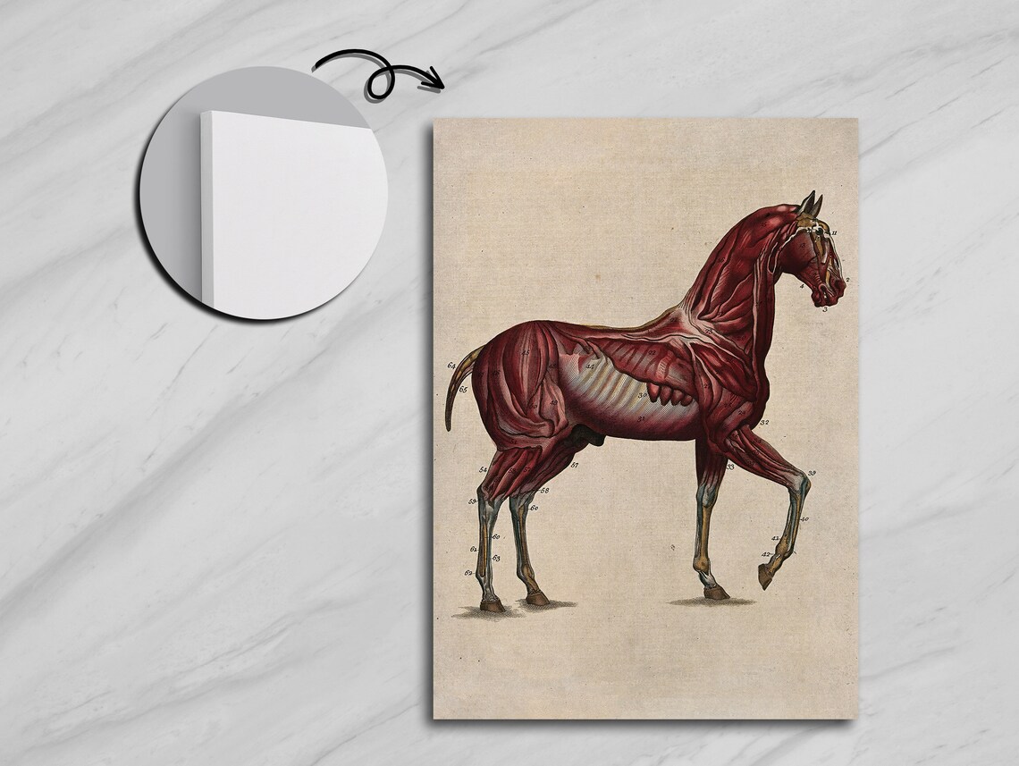Equine Muscles And Nervous System, Horse Anatomy - Image 5