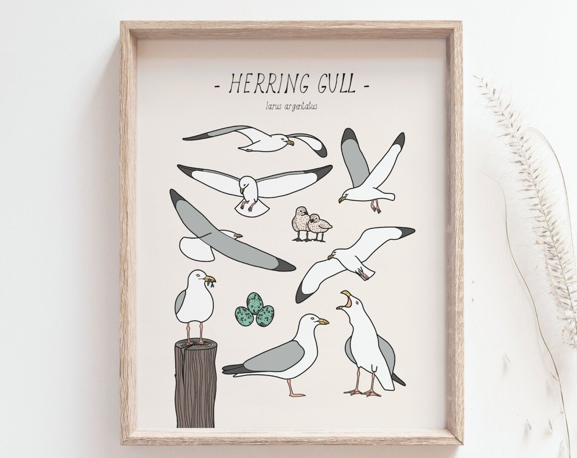 Seagull Print Herring Gull Art Print, Coastal Decor