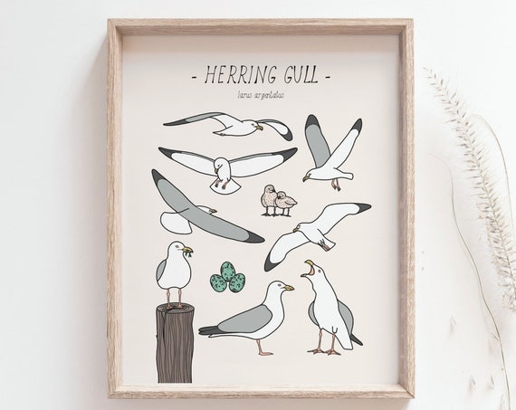 Seagull Print Herring Gull Art Print, Coastal Decor
