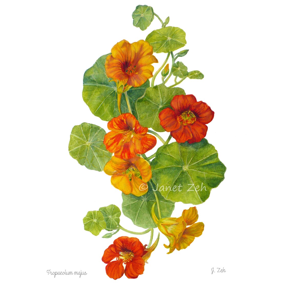 Nasturtiums Watercolor Botanical Art Print by Janet Zeh