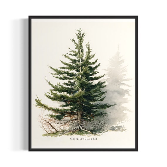 White Spruce Tree Art Print White Spruce Tree Wall Art Poster