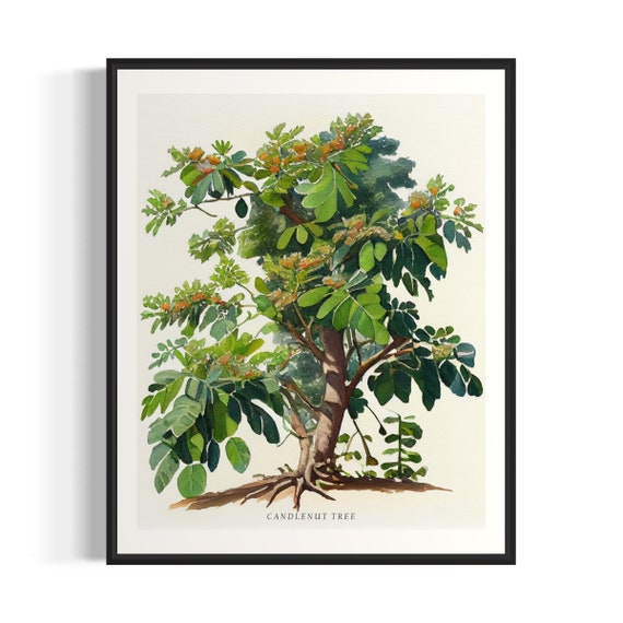 Candlenut Tree Art Print Candlenut Tree Wall Art Poster