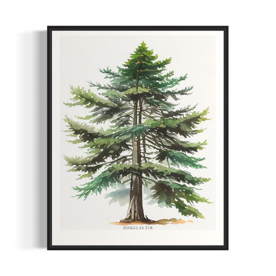 Douglas Fir Tree Art Print Douglas Fir Tree Wall Art Poster