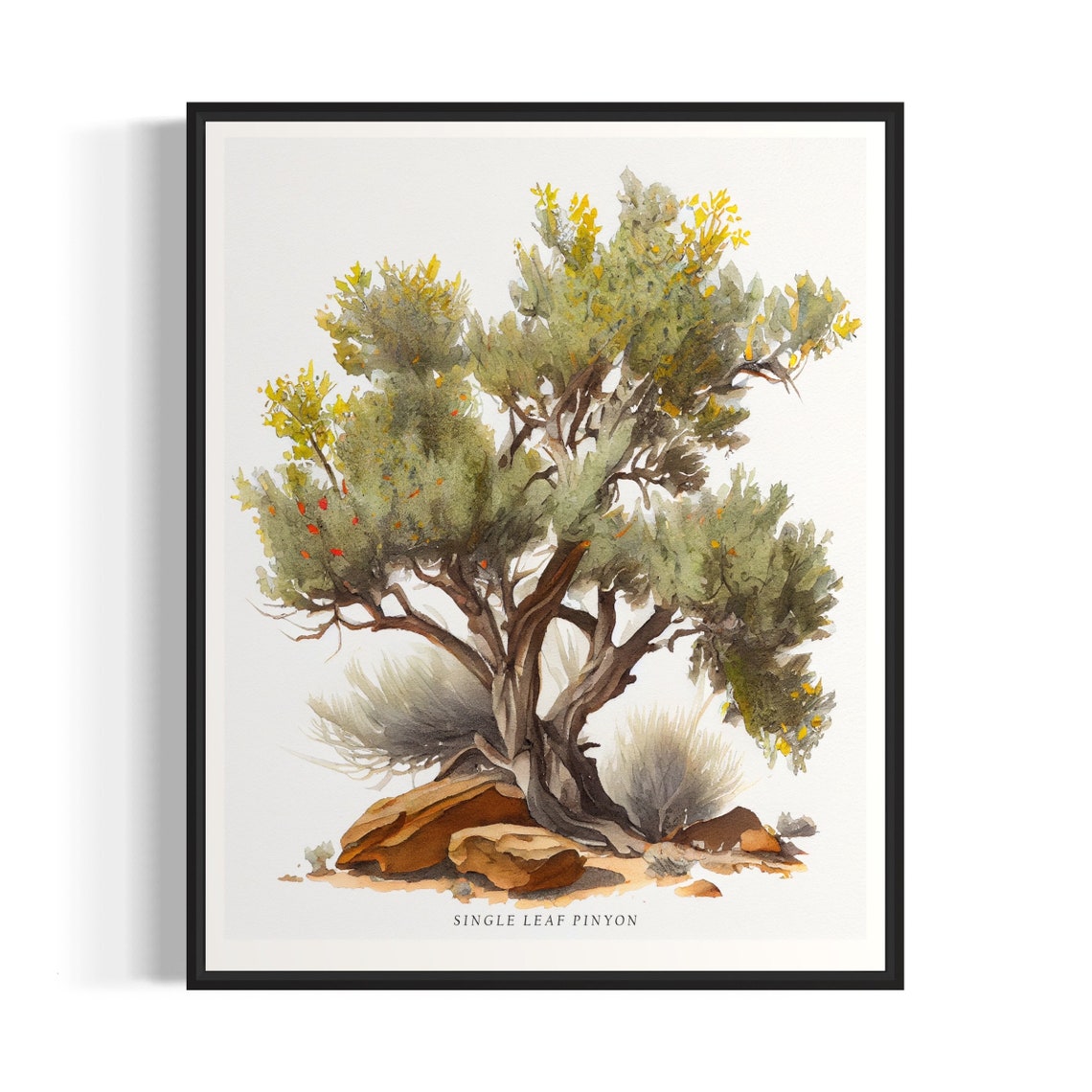 Single Leaf Pinyon Gnarled Desert Pine Watercolor Tree Poster