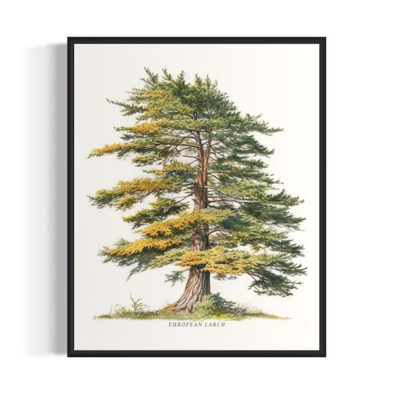 European Larch Tree Art Print European Larch Tree Wall Art Poster
