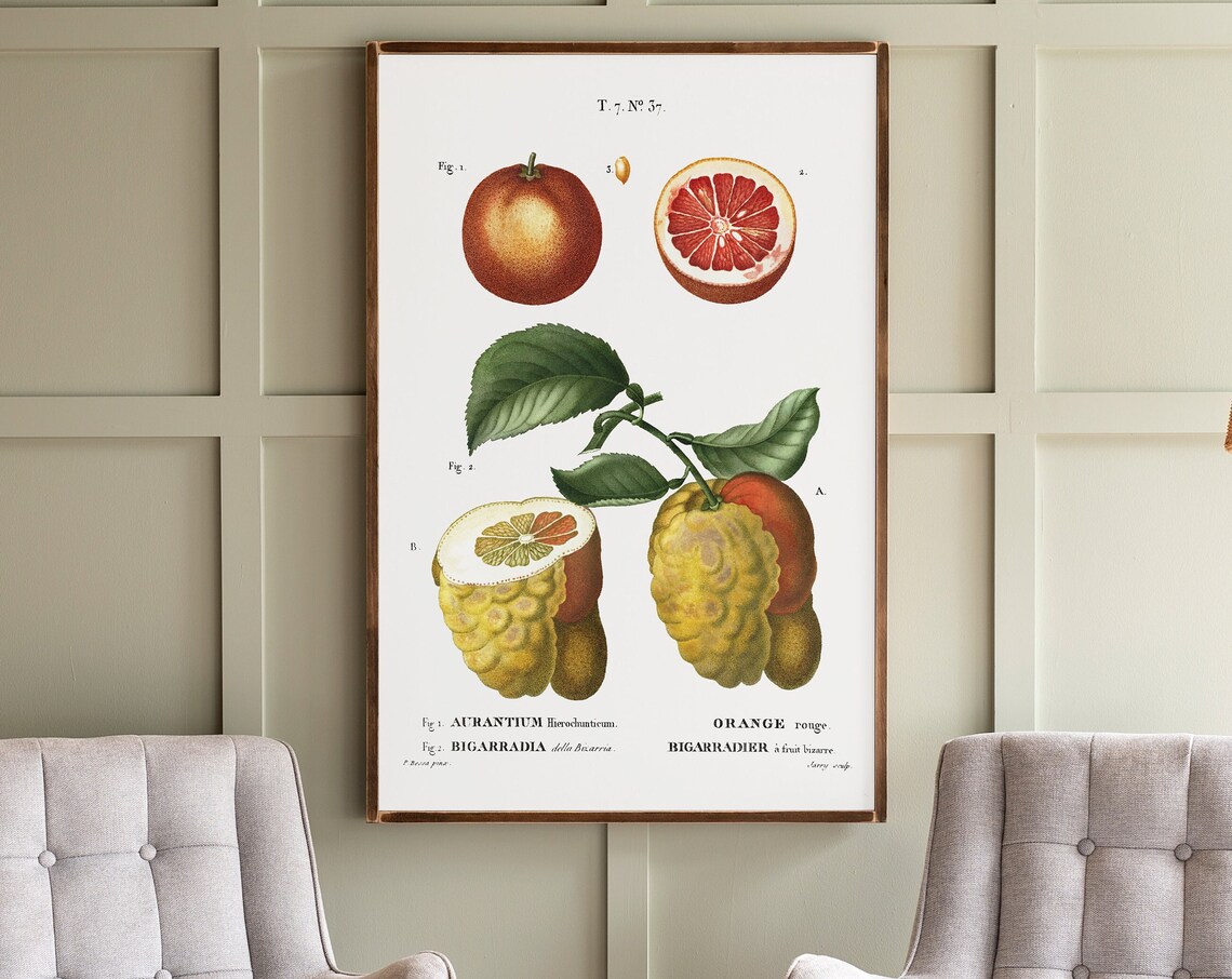 Citrus Botanical Art Print, Kitchen Wall Art