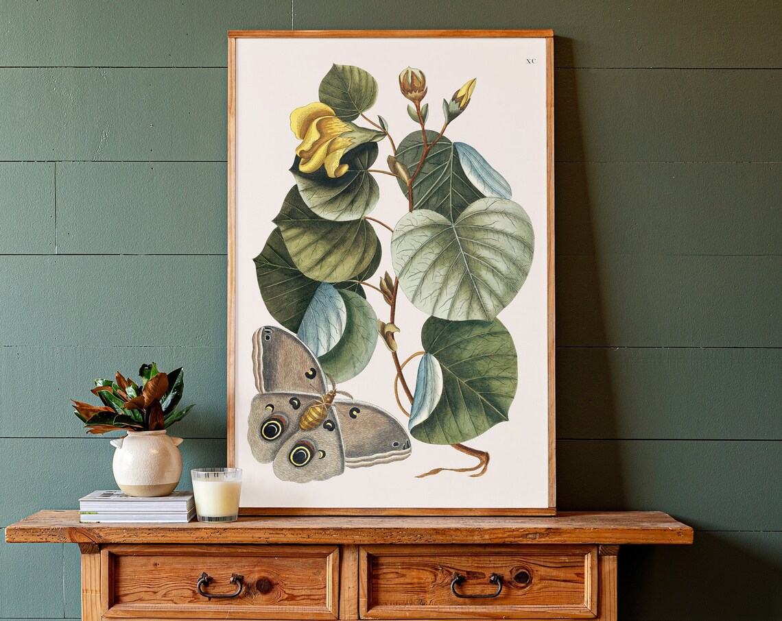 Moth Botanical Illustration Art Print, Living Room