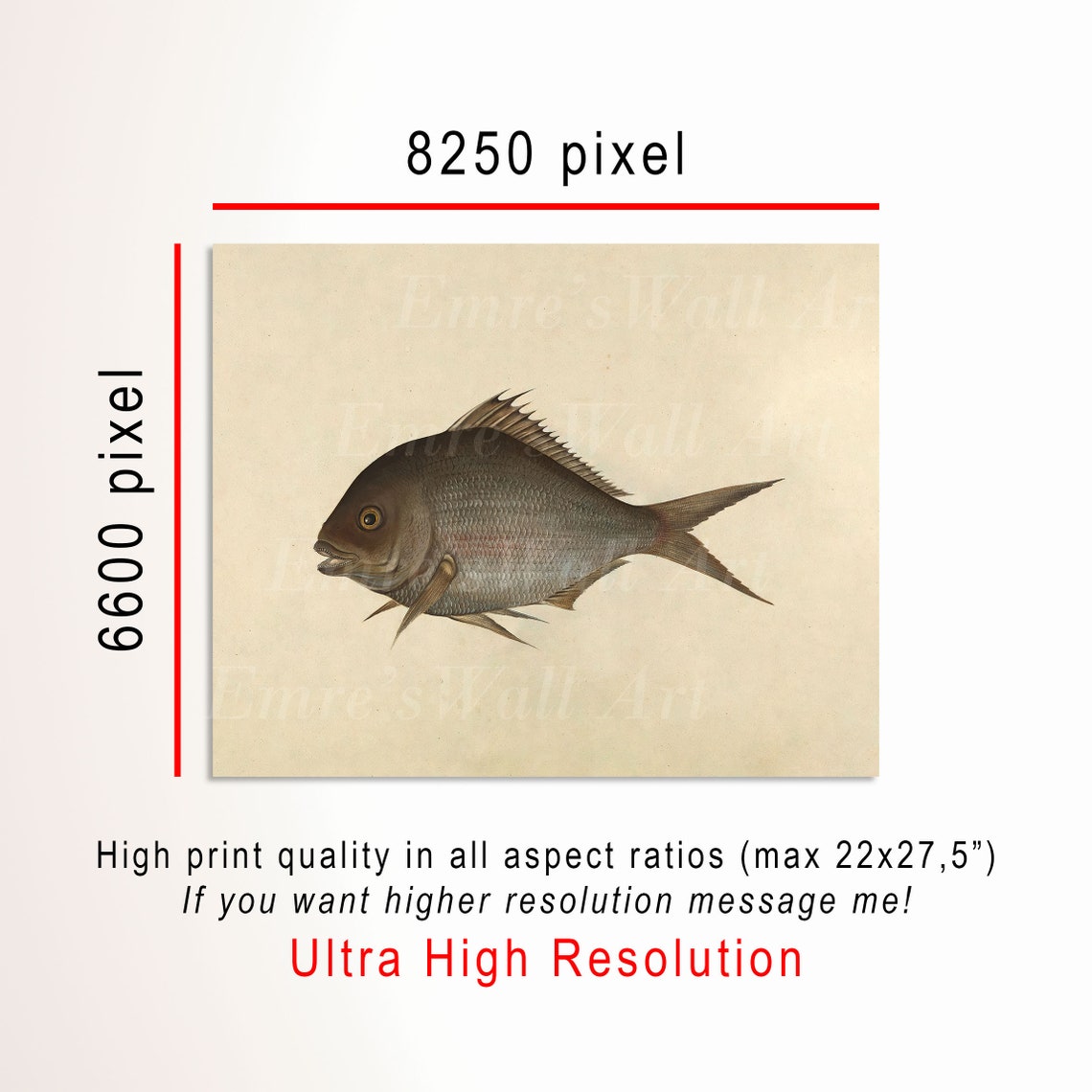 Vintage Scientific Fish Illustration Marine Study Art Poster - Image 3