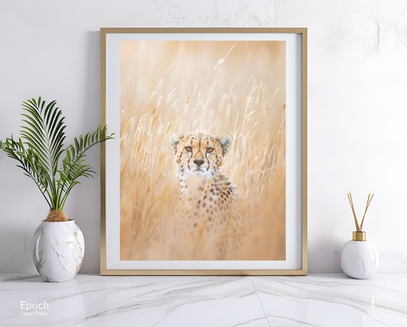 Cheetah Sitting In Tall Golden Grass Wildlife Photography Poster
