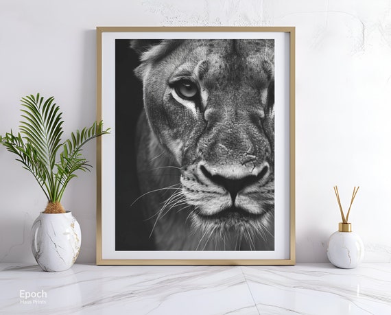 Lioness Black and White Safari Photo Art Print