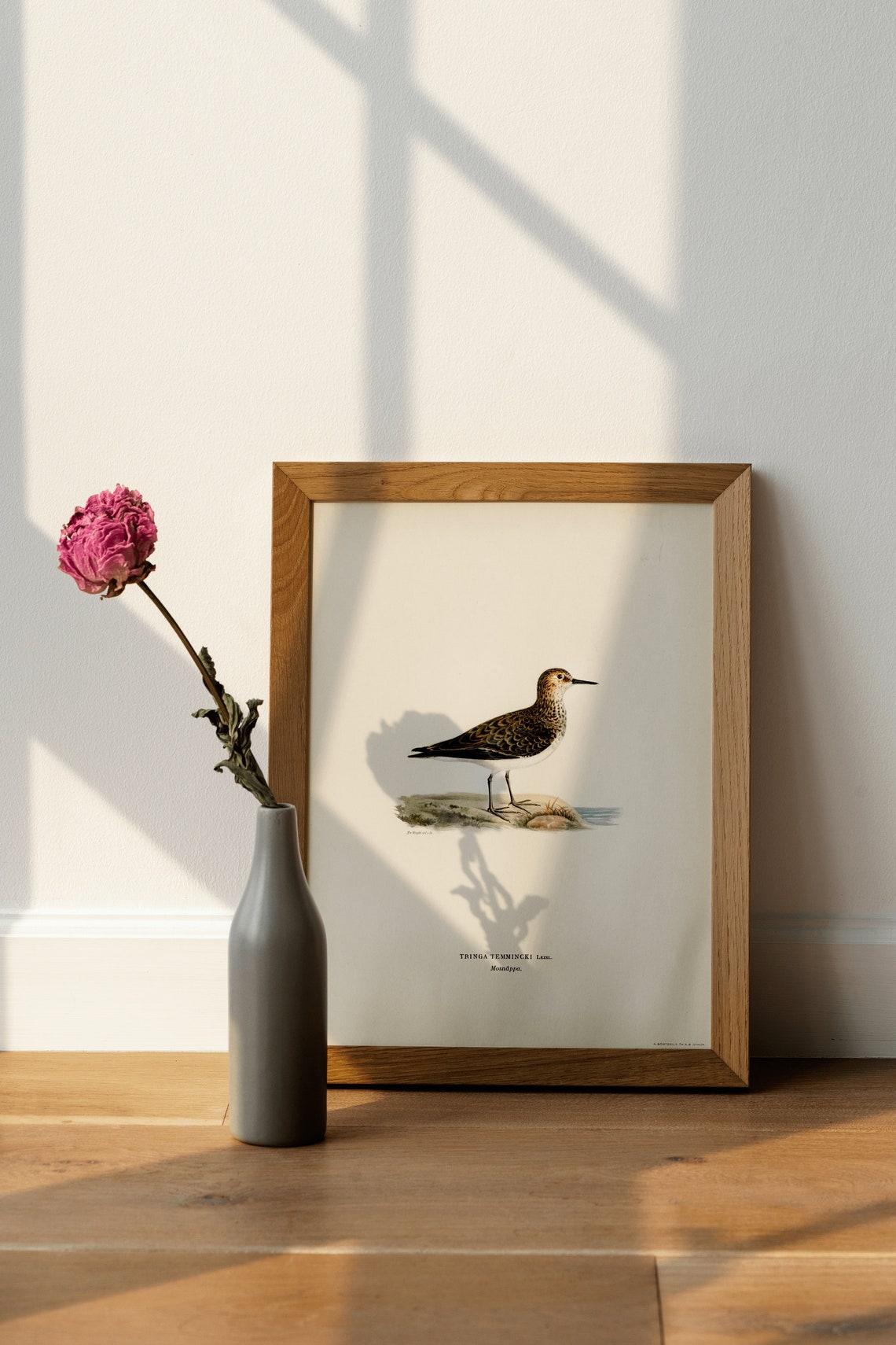 Temmincks Stint Wader Vintage Ornithology Illustration Art Print - Image 4