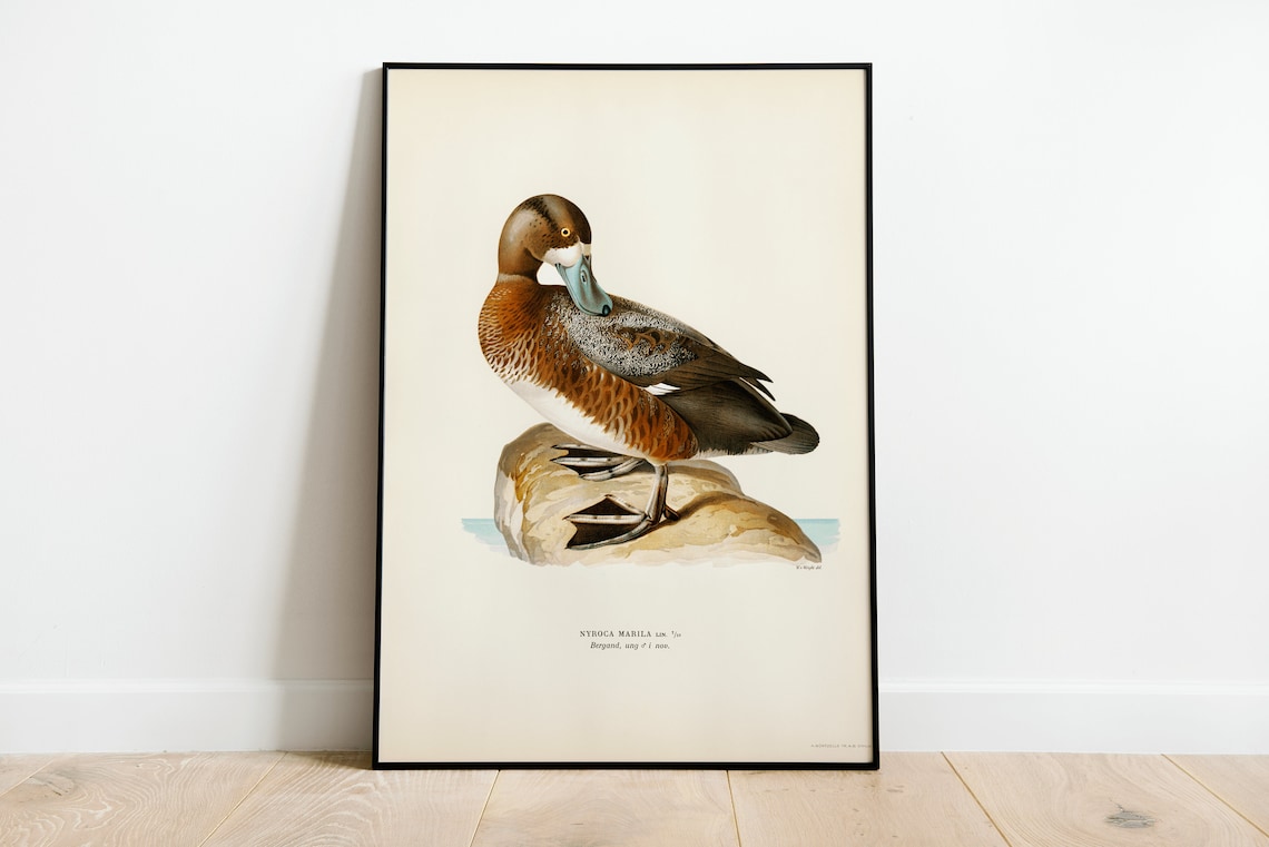 Greater Scaup Female Duck Vintage Natural History Illustration Poster