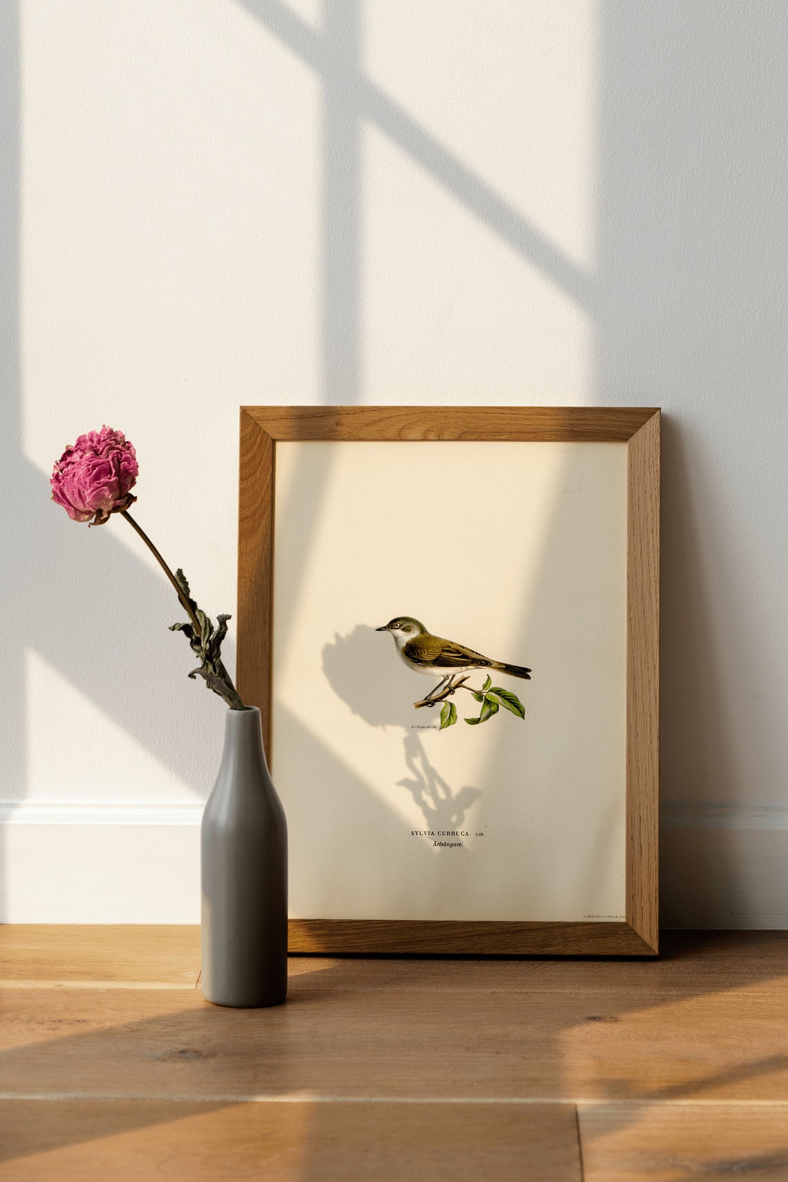 Lesser Whitethroat Songbird Vintage Bird Illustration Poster - Image 4