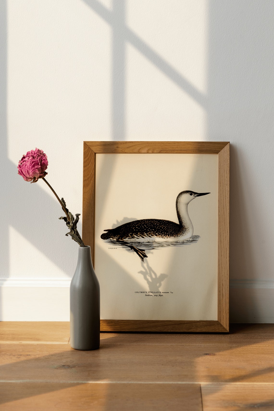 Red Throated Loon Vintage Swedish Ornithology Diver Bird Art Poster - Image 4